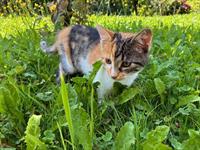 Junge weibliche Katze, dreifarbig zu verkaufen