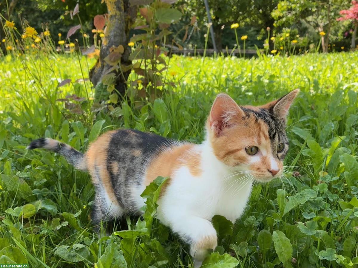 Bild 2: Junge weibliche Katze, dreifarbig zu verkaufen