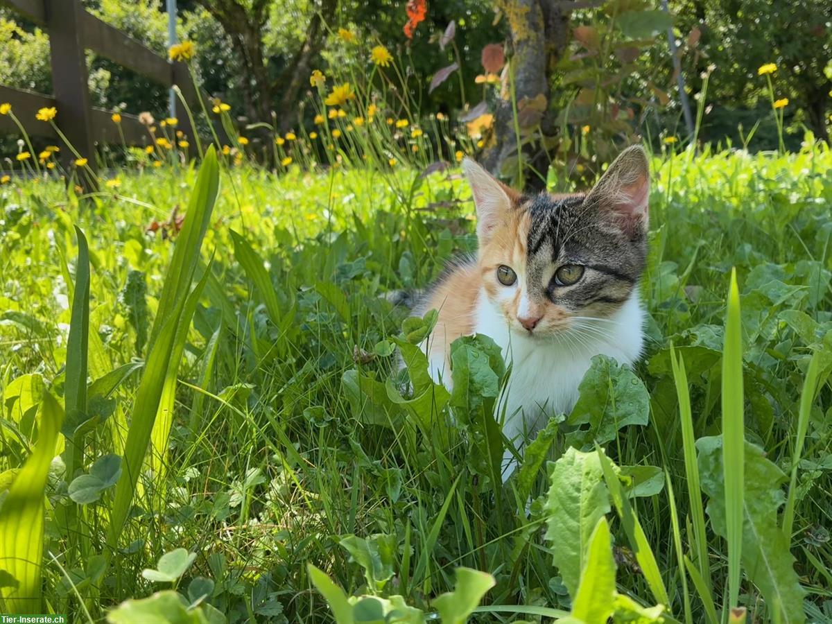 Bild 3: Junge weibliche Katze, dreifarbig zu verkaufen