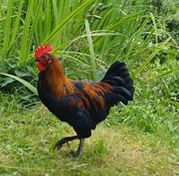 Zwerg Marans Hahn abzugeben