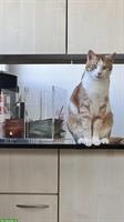 3-jährige Hauskatzen kastriert suchen neues Zuhause