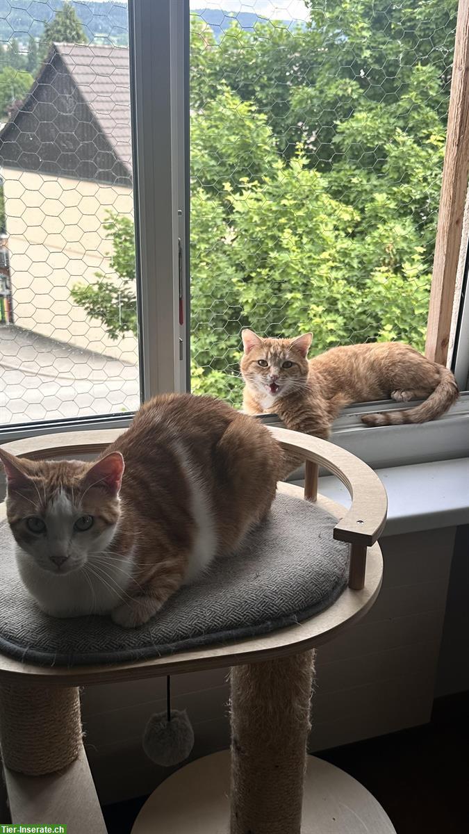 Bild 2: 3-jährige Hauskatzen kastriert suchen neues Zuhause
