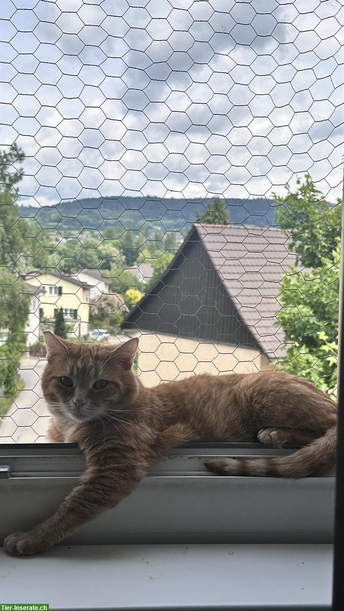 Bild 3: 3-jährige Hauskatzen kastriert suchen neues Zuhause