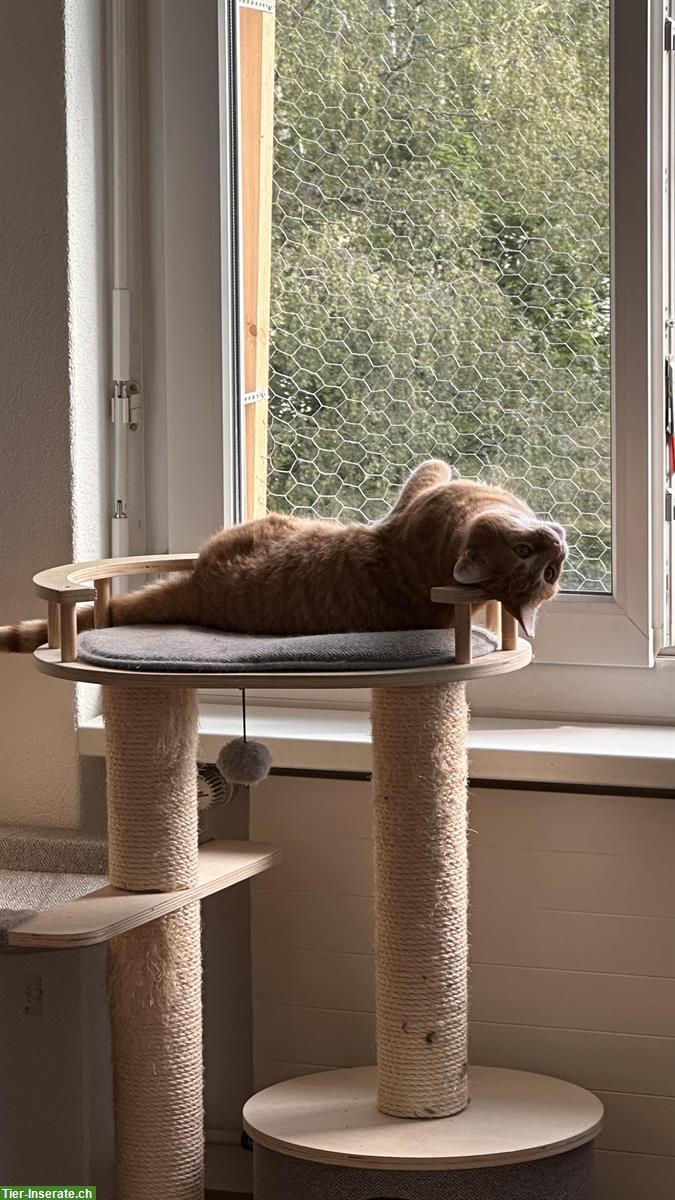 Bild 4: 3-jährige Hauskatzen kastriert suchen neues Zuhause