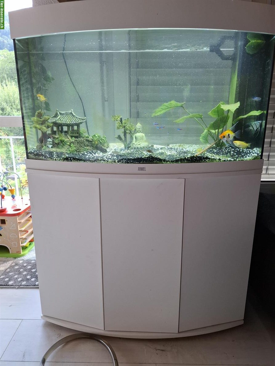 Top Aquarium Juwel Vision 180 L - fast neu! Fische + Zubehör