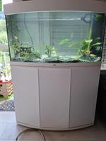 Top Aquarium Juwel Vision 180 L - fast neu! Fische + Zubehör