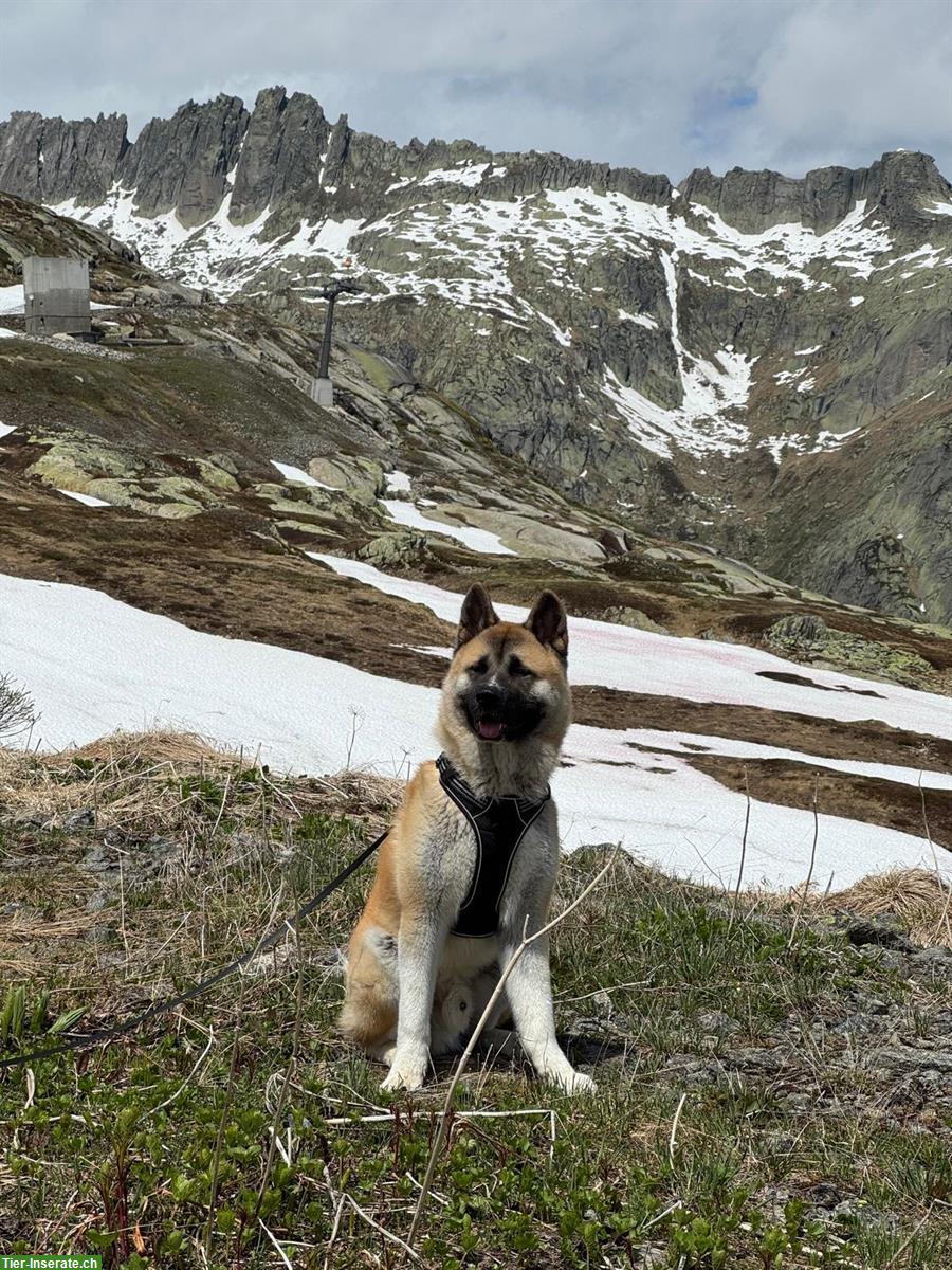 Amerikanischer Akita Rüde „Cosmos“ sucht erfahrenes Zuhause