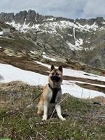 Amerikanischer Akita Rüde „Cosmos“ sucht erfahrenes Zuhause