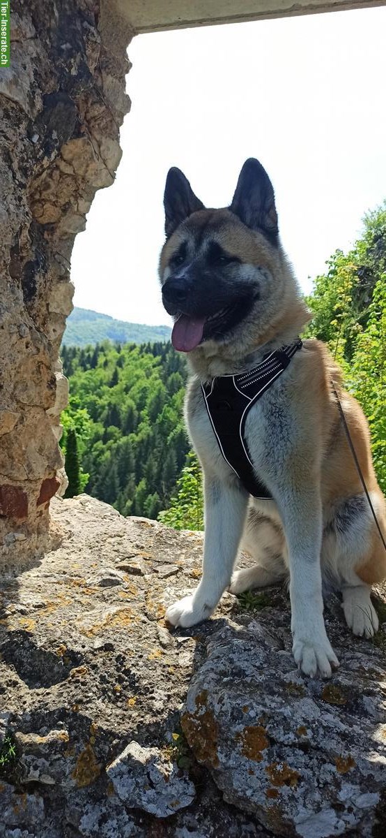 Bild 2: Amerikanischer Akita Rüde „Cosmos“ sucht erfahrenes Zuhause