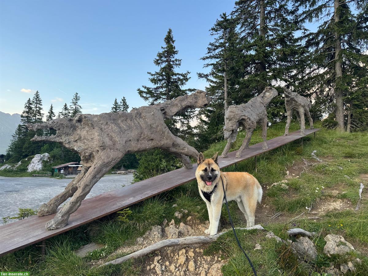 Bild 3: Amerikanischer Akita Rüde „Cosmos“ sucht erfahrenes Zuhause