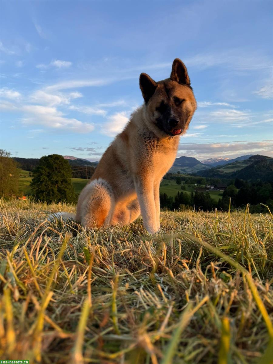 Bild 4: Amerikanischer Akita Rüde „Cosmos“ sucht erfahrenes Zuhause