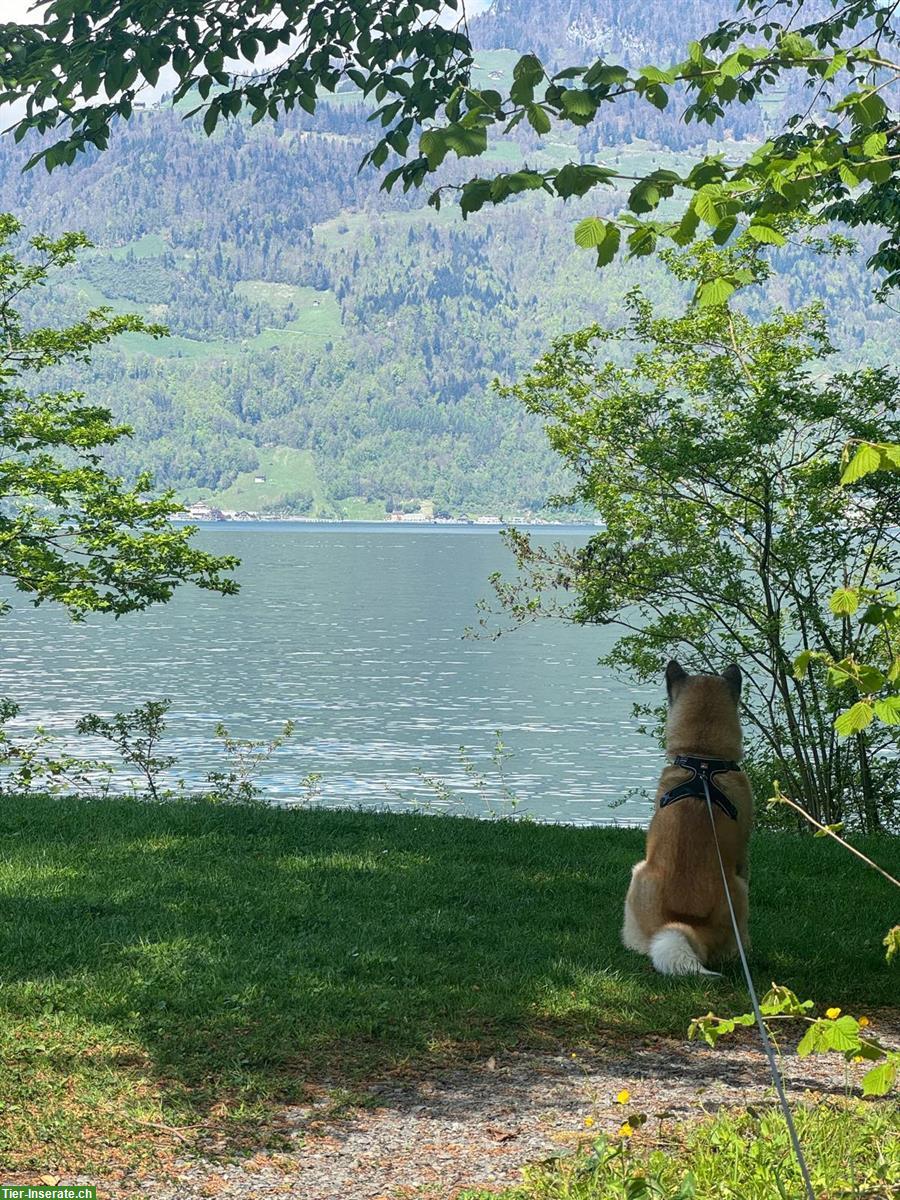 Bild 5: Amerikanischer Akita Rüde „Cosmos“ sucht erfahrenes Zuhause