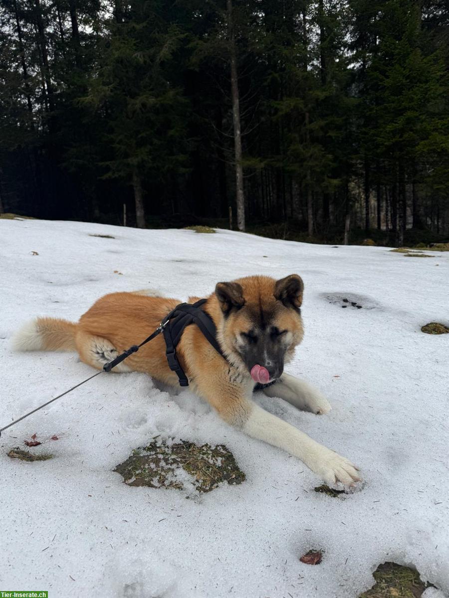 Bild 6: Amerikanischer Akita Rüde „Cosmos“ sucht erfahrenes Zuhause