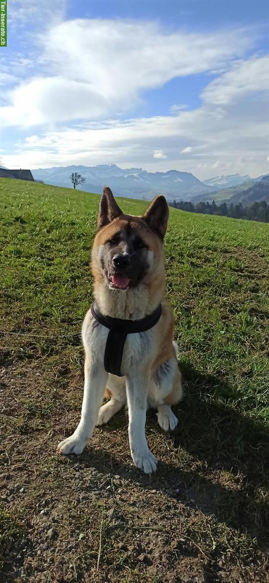 Bild 7: Amerikanischer Akita Rüde „Cosmos“ sucht erfahrenes Zuhause