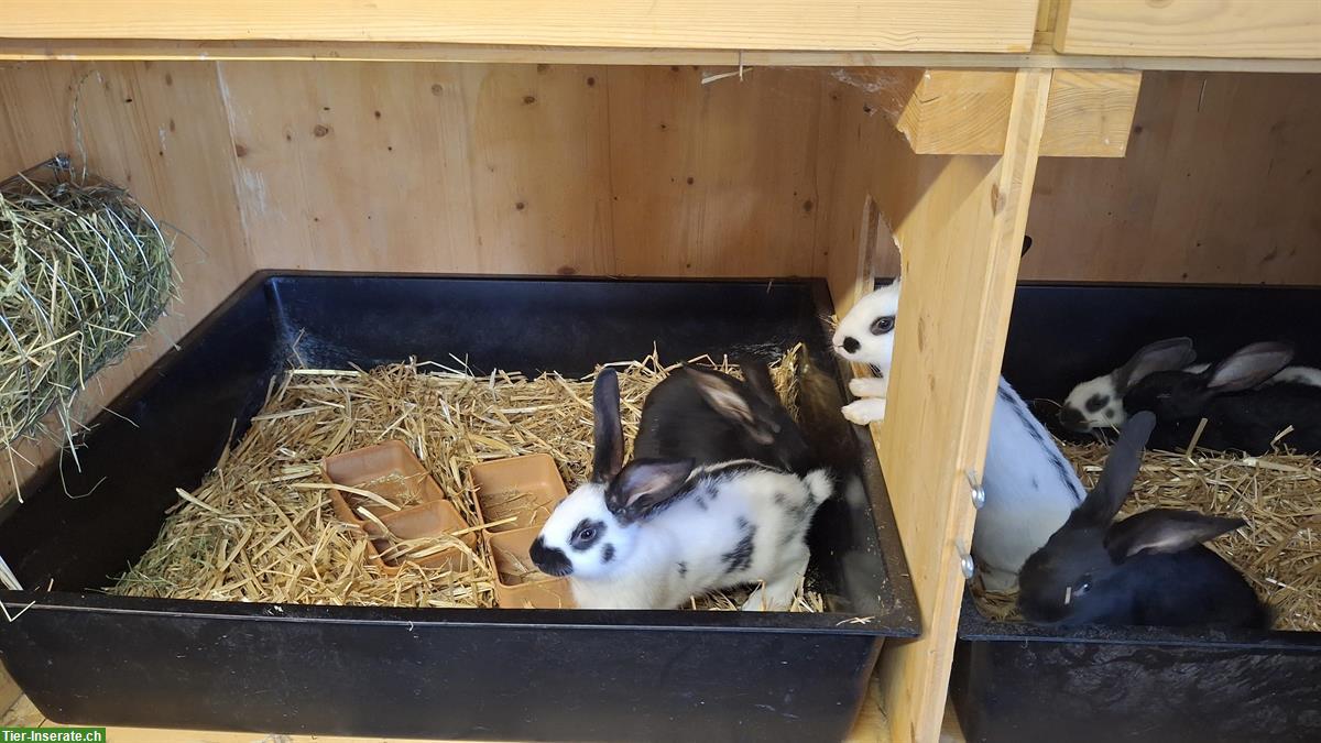Junge Schweizer Schecken Kaninchen zu verkaufen