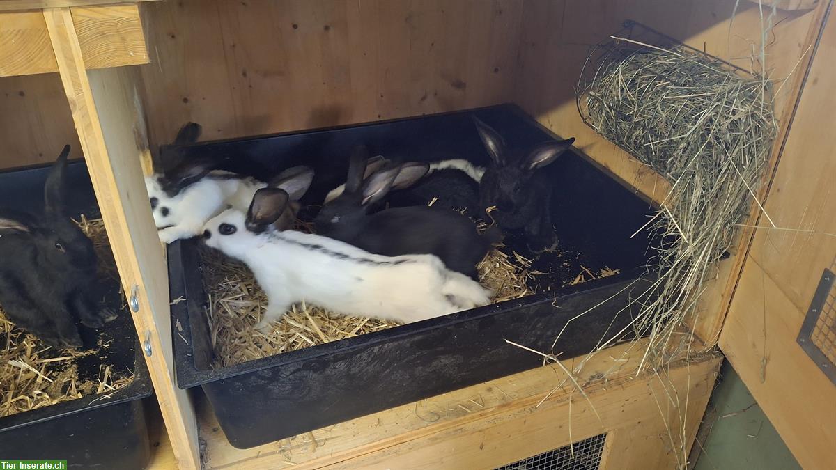Bild 2: Junge Schweizer Schecken Kaninchen zu verkaufen