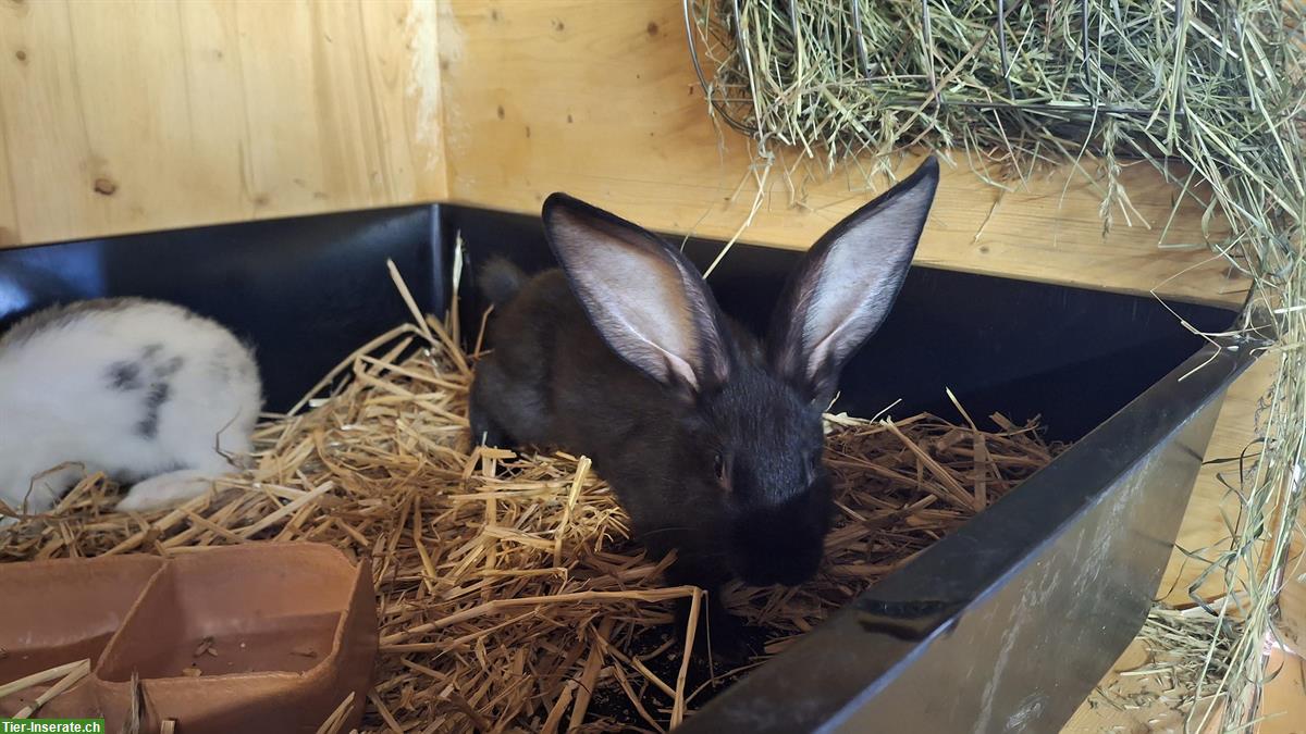 Bild 3: Junge Schweizer Schecken Kaninchen zu verkaufen