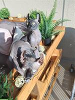 Zwei Elf Sphynx Kitten reinrassig mit Stammbaum