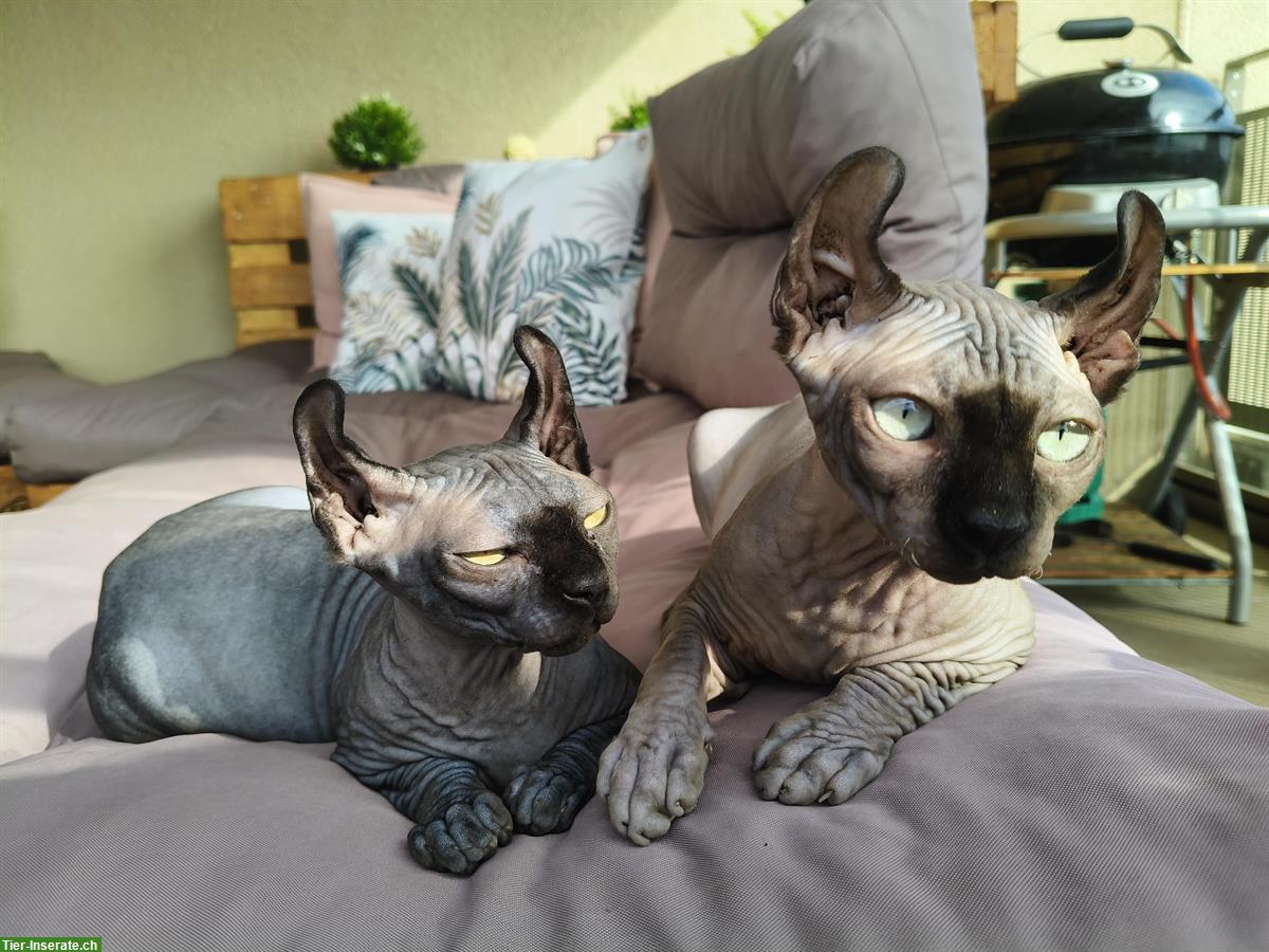 Bild 2: Zwei Elf Sphynx Kitten reinrassig mit Stammbaum