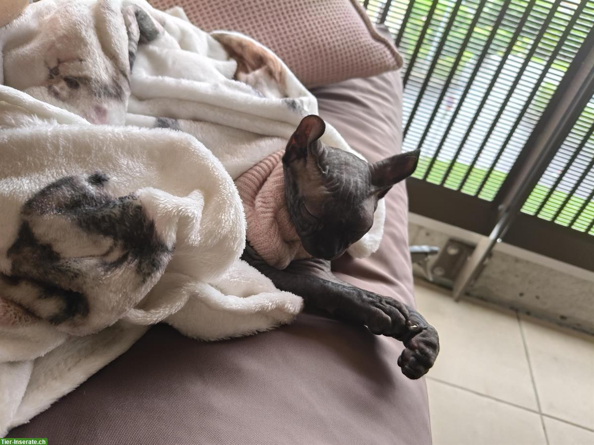 Bild 3: Zwei Elf Sphynx Kitten reinrassig mit Stammbaum