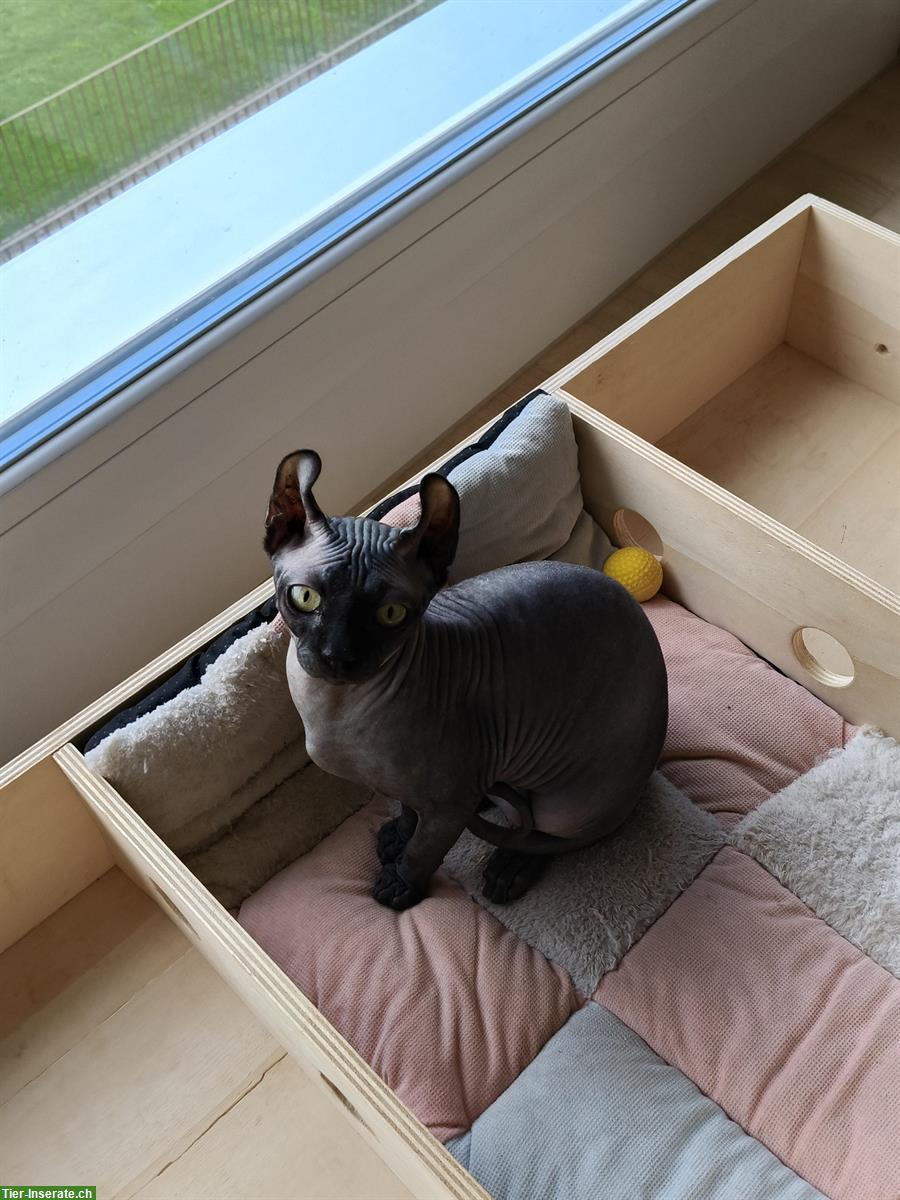 Bild 4: Zwei Elf Sphynx Kitten reinrassig mit Stammbaum
