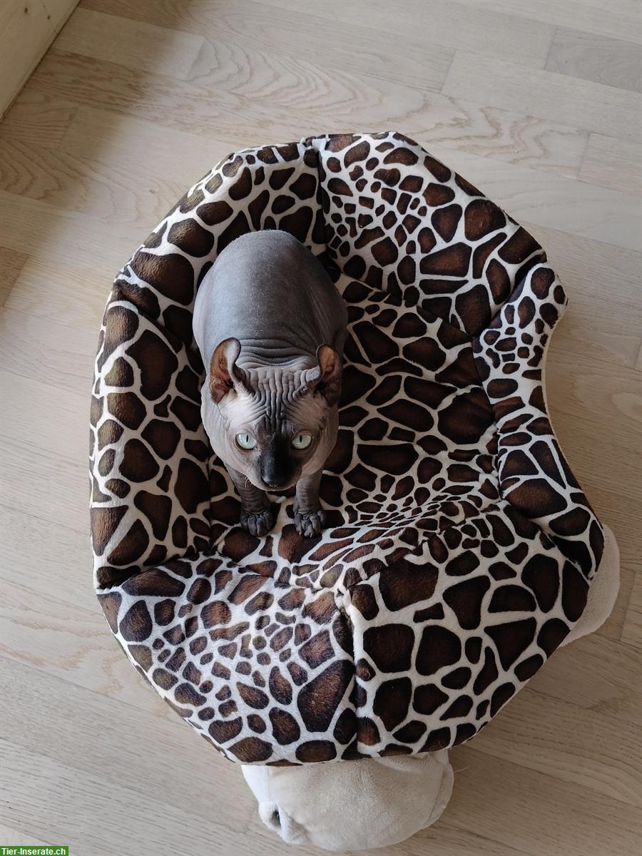 Bild 5: Zwei Elf Sphynx Kitten reinrassig mit Stammbaum