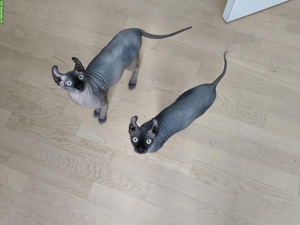 Bild 6: Zwei Elf Sphynx Kitten reinrassig mit Stammbaum