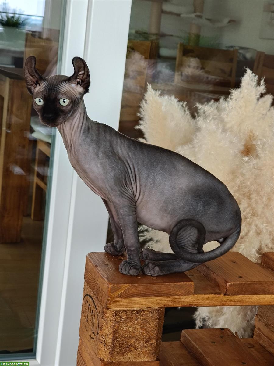 Bild 7: Zwei Elf Sphynx Kitten reinrassig mit Stammbaum