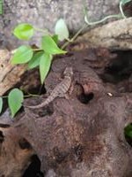 Weissaugen-Buschkrokodil, Tribolonotus novaeguineae