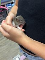 Junge Ratten Babys zu verkaufen