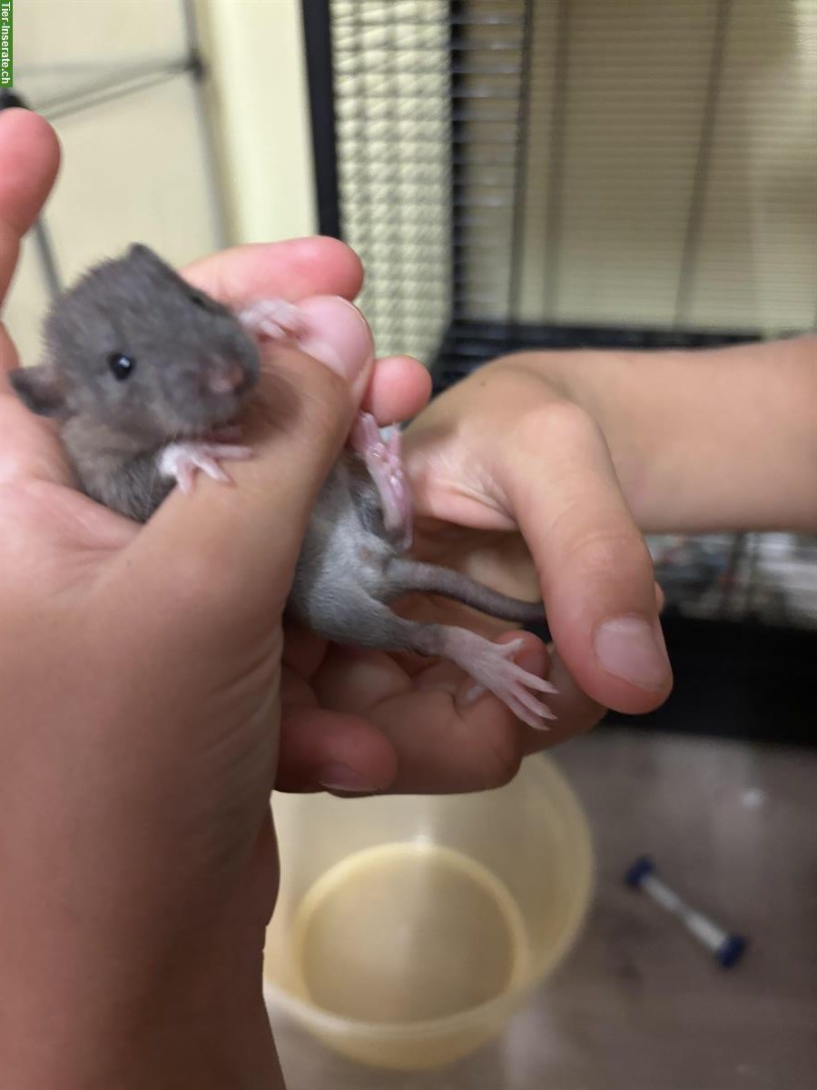 Bild 10: Junge Ratten Babys zu verkaufen