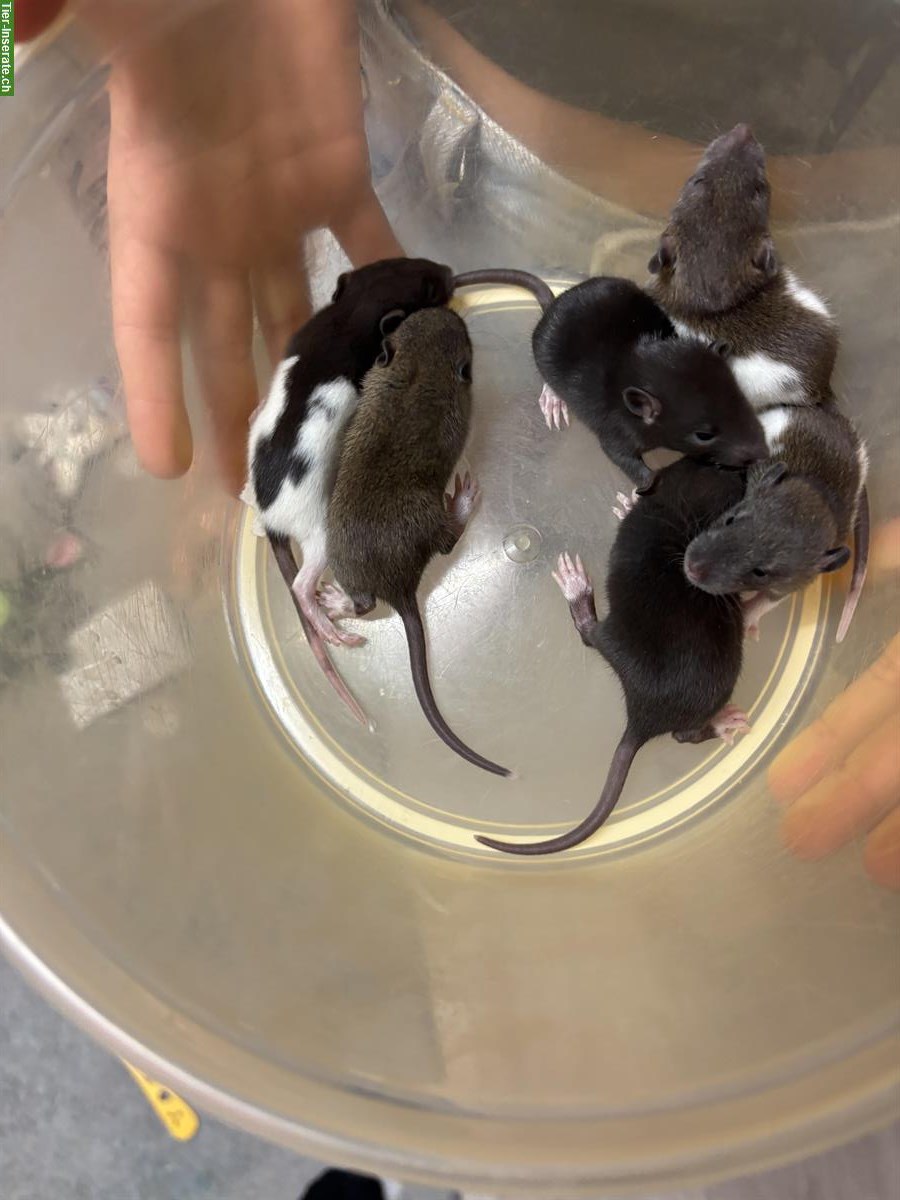 Bild 2: Junge Ratten Babys zu verkaufen
