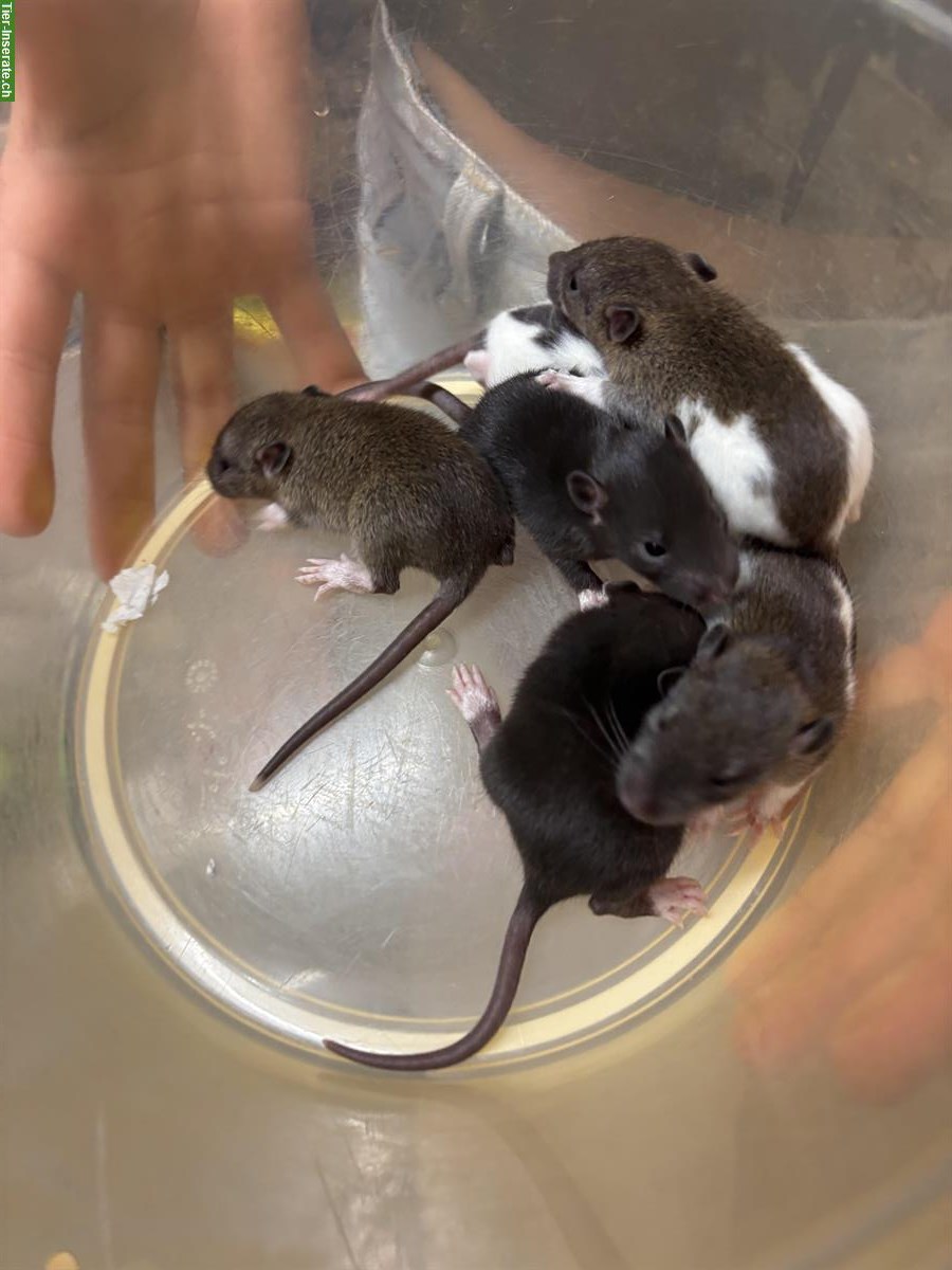 Bild 3: Junge Ratten Babys zu verkaufen