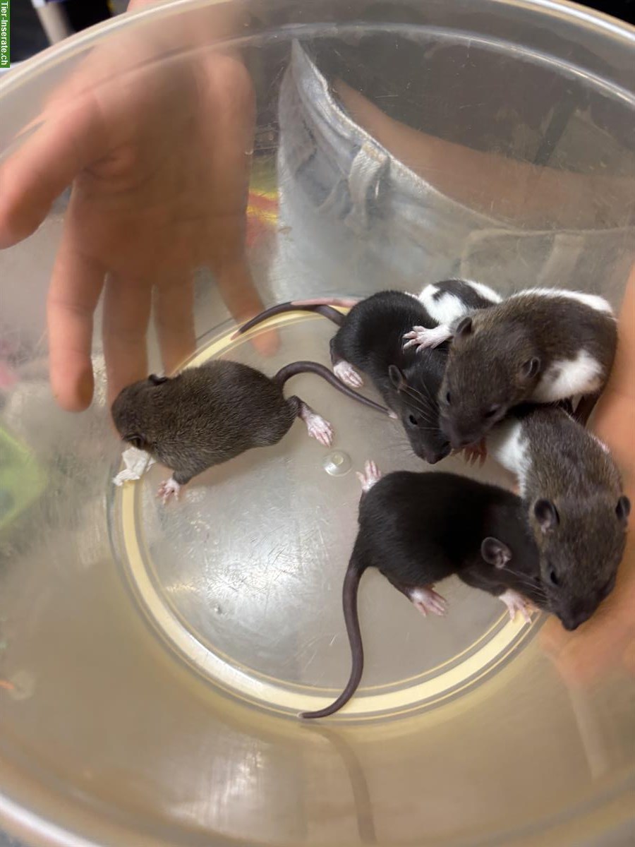 Bild 4: Junge Ratten Babys zu verkaufen