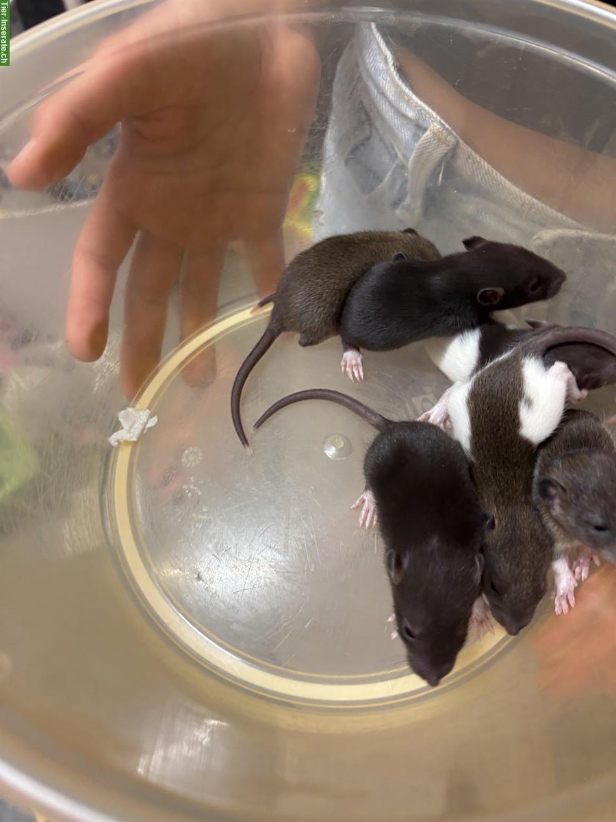 Bild 5: Junge Ratten Babys zu verkaufen
