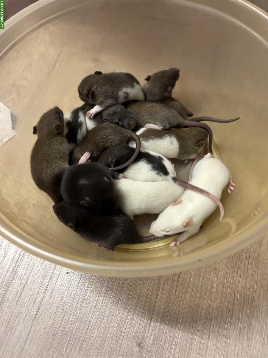 Bild 6: Junge Ratten Babys zu verkaufen