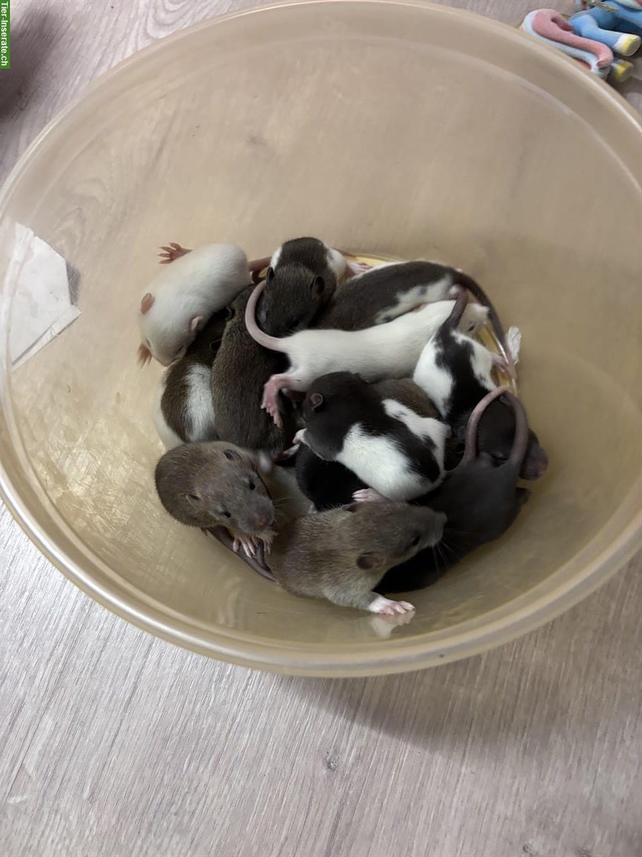 Bild 7: Junge Ratten Babys zu verkaufen
