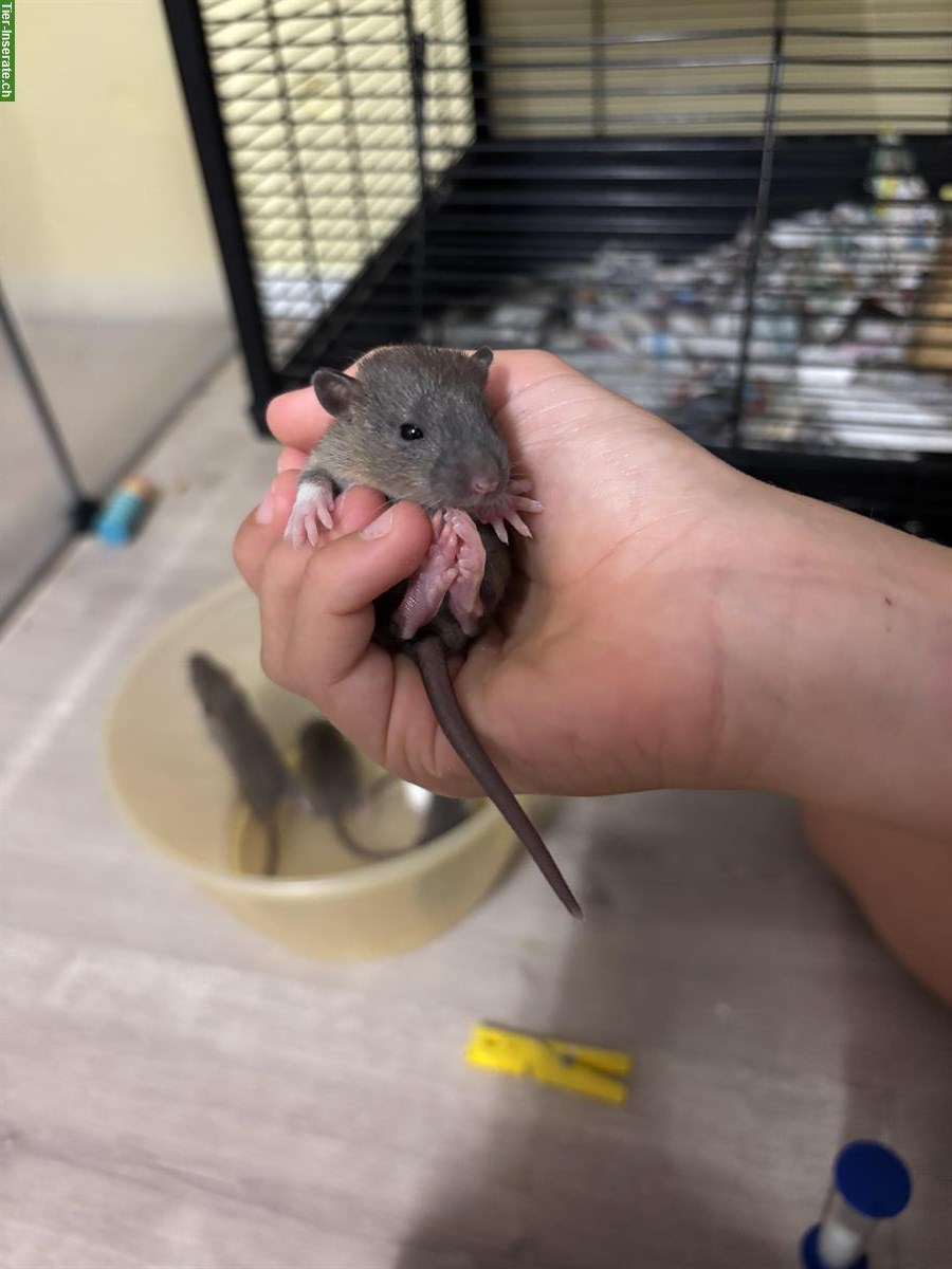 Bild 8: Junge Ratten Babys zu verkaufen