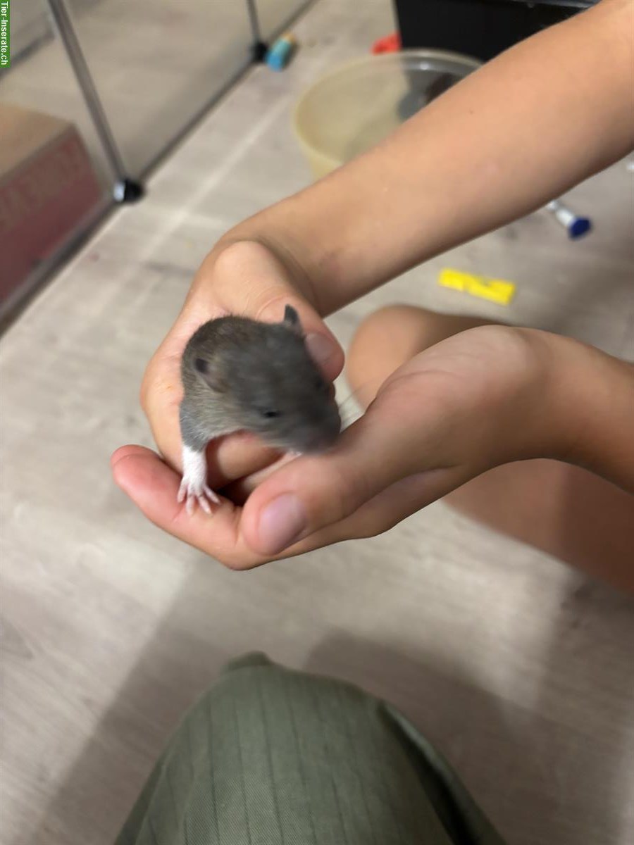 Bild 9: Junge Ratten Babys zu verkaufen