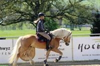 Liebevoller Haflinger Wallach zu verkaufen
