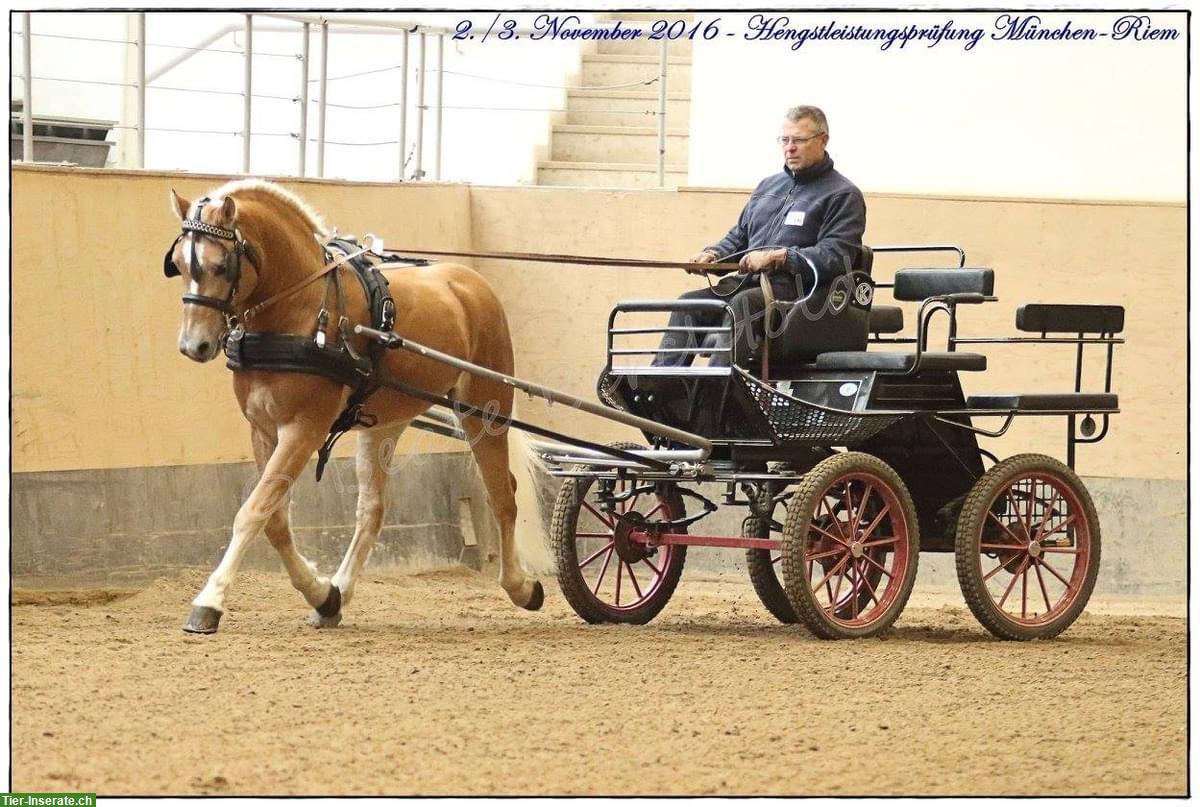 Bild 2: Liebevoller Haflinger Wallach zu verkaufen