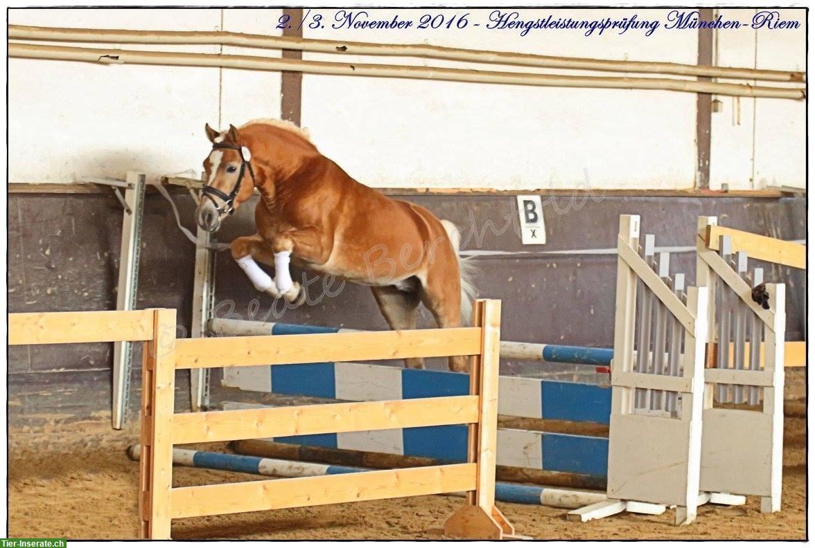 Bild 3: Liebevoller Haflinger Wallach zu verkaufen