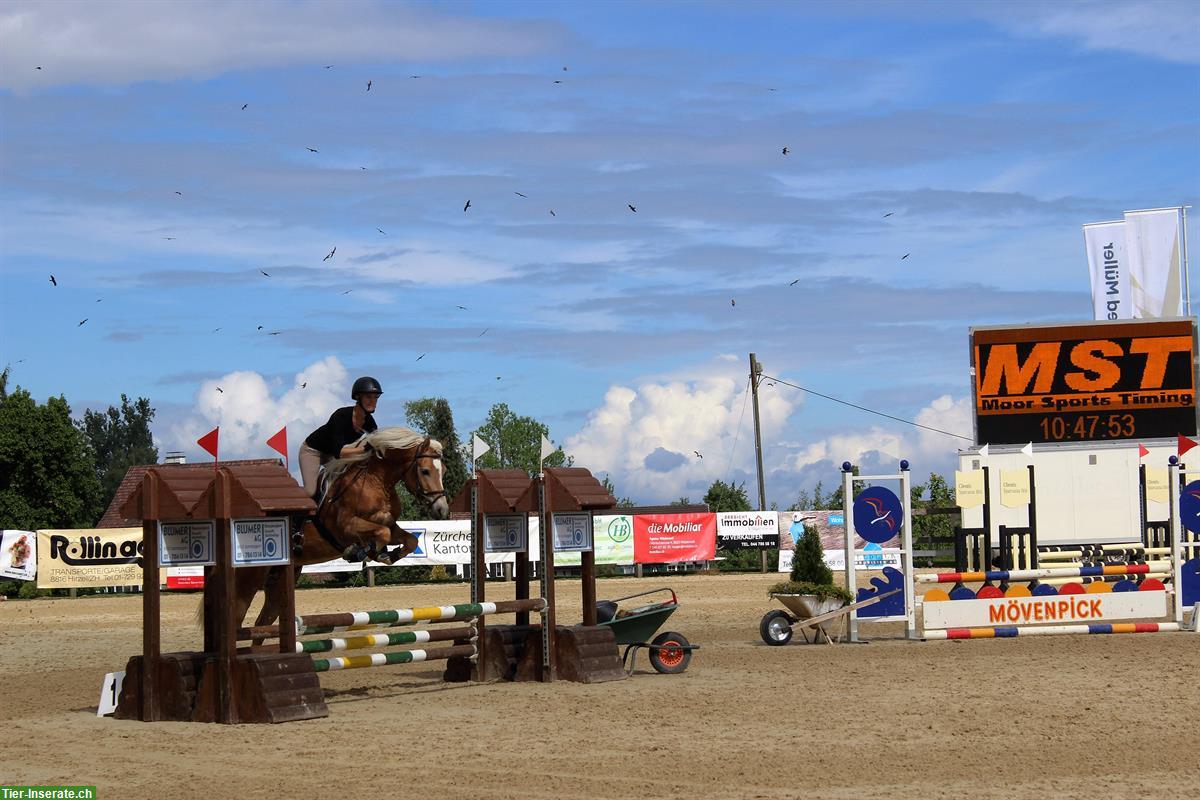 Bild 4: Liebevoller Haflinger Wallach zu verkaufen
