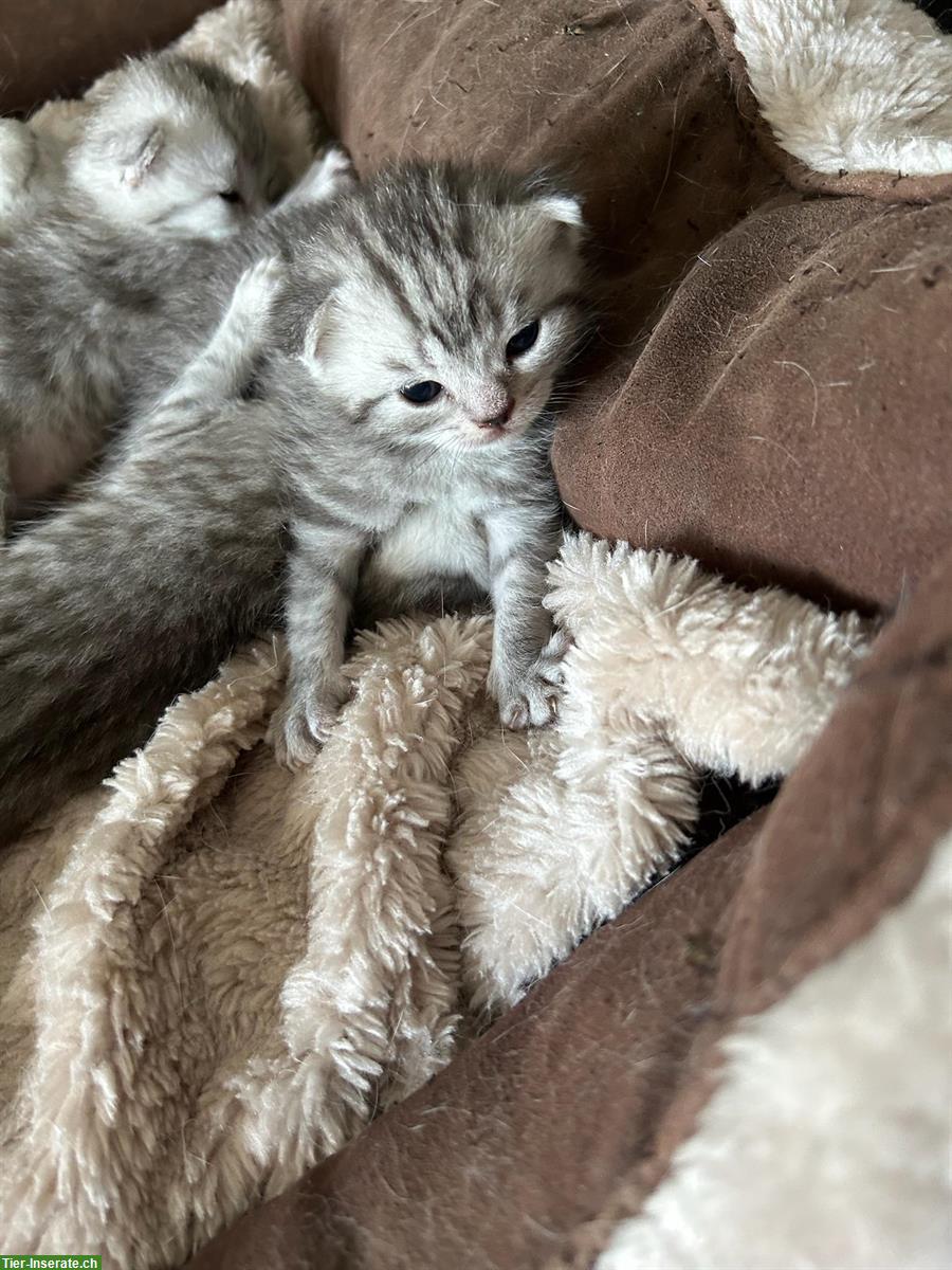 Britisch Kurzhaar Kitten zu verkaufen