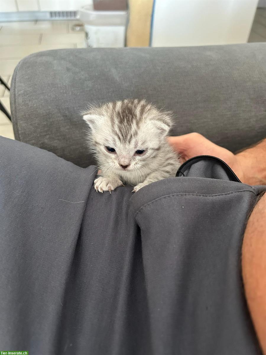 Bild 2: Britisch Kurzhaar Kitten zu verkaufen