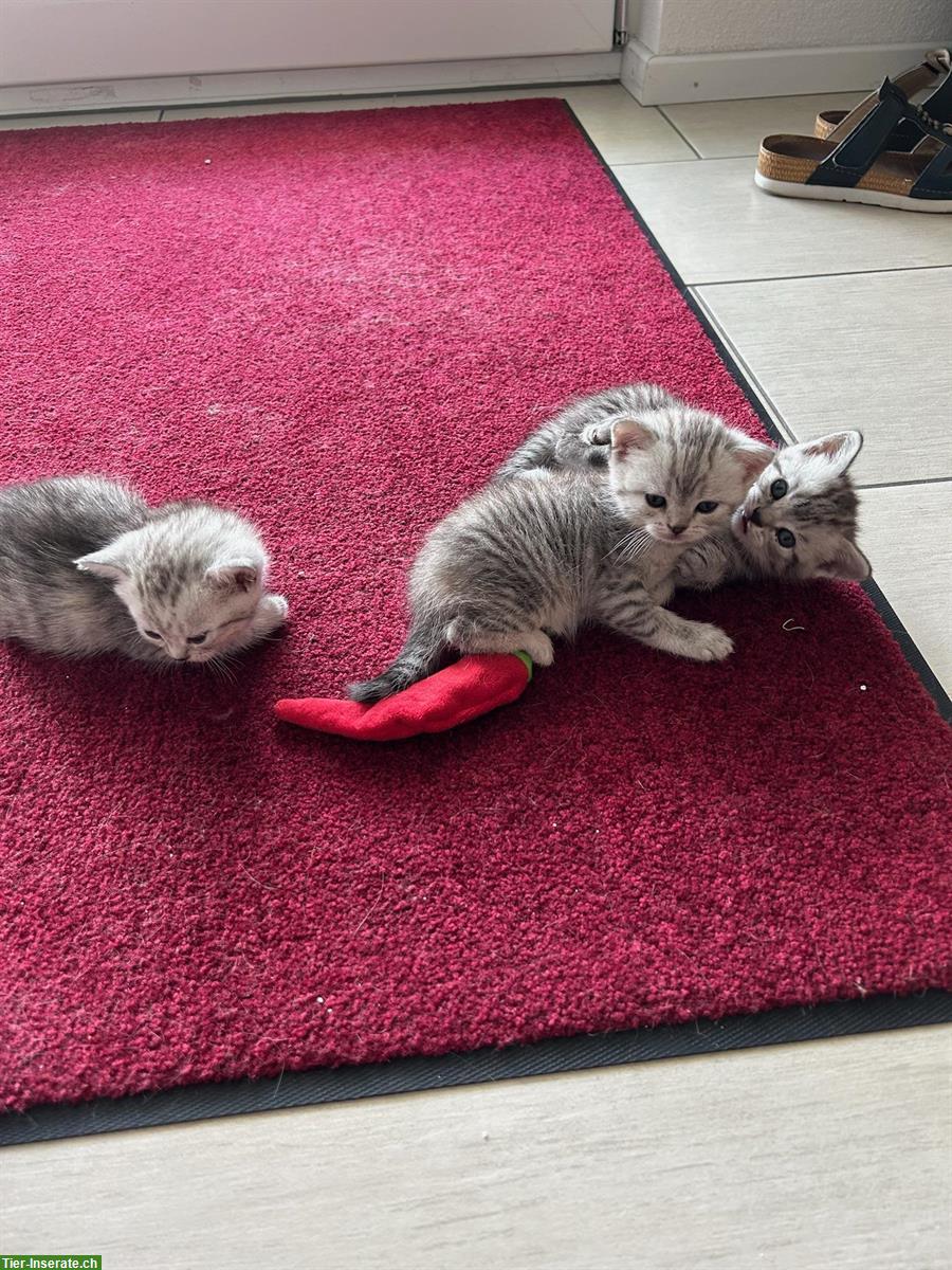 Bild 3: Britisch Kurzhaar Kitten zu verkaufen