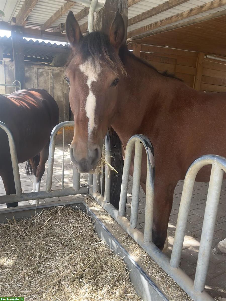 Suche Offenstall oder Auslaufboxe nähe 5103 Möriken