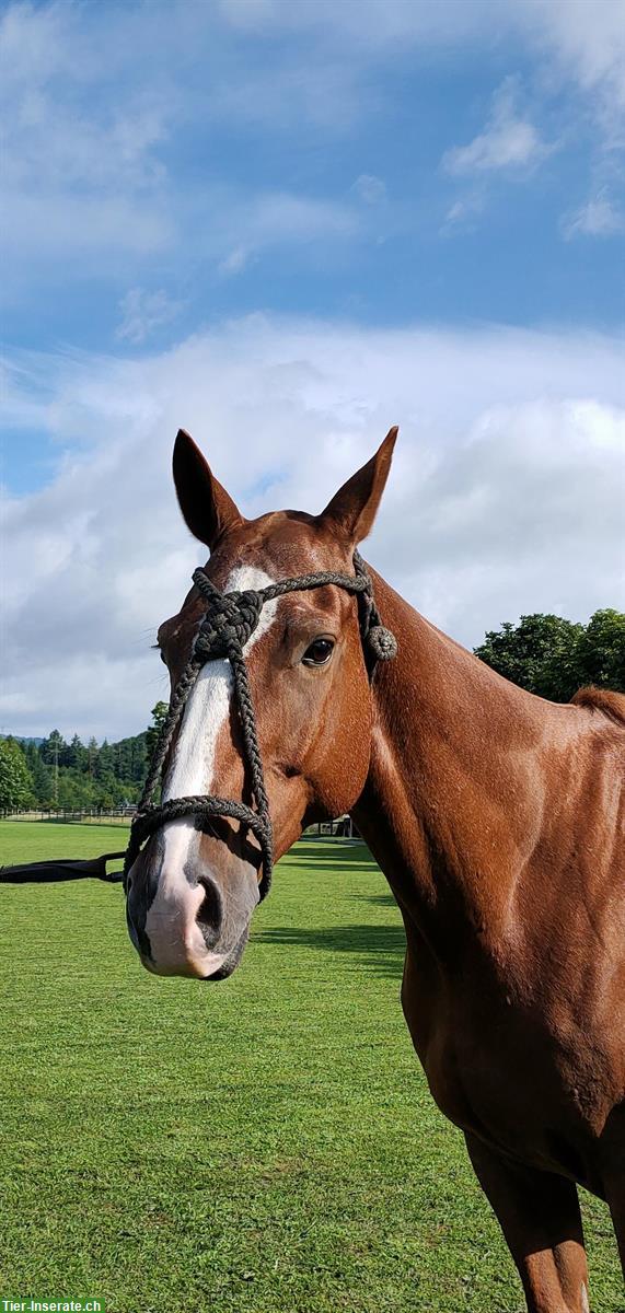 9-jähriger Polo Pony Wallach sucht schönes Plätzchen