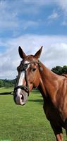 9-jähriger Polo Pony Wallach sucht schönes Plätzchen