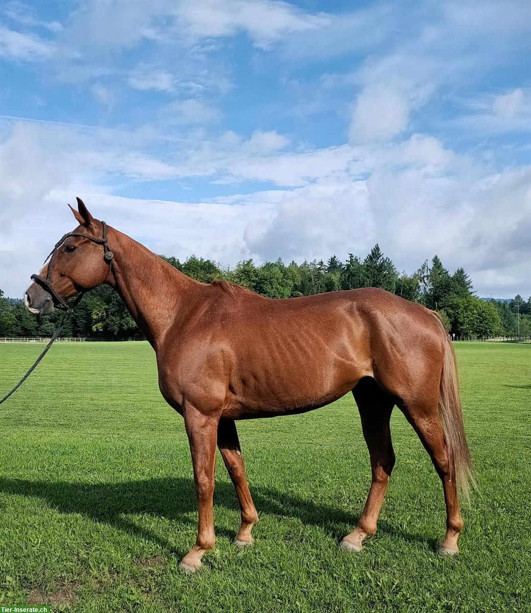 Bild 2: 9-jähriger Polo Pony Wallach sucht schönes Plätzchen